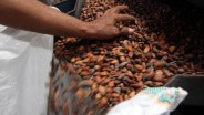 Pedagang Biji Coklat Semringah, Harga Referensi Juli Naik 14,9%