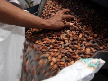 Pedagang Biji Coklat Semringah, Harga Referensi Juli Naik 14,9%