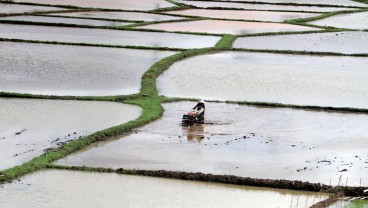 Petani di Indramayu Diguyur 5 Ton Benih Padi Unggulan