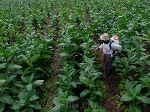 Luas tanaman tembakau pada masa tanam tahun 2024 seluas 14.000 ha turun dari tahun sebelumnya 16.000 ha yang tersebar di lereng Gunung Sindoro, Sumbing dan Prau