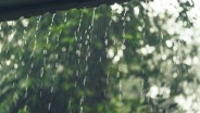 Imbas Hujan dan Angin Kencang, 6 Pohon Tumbang di Jaksel dan Jakpus