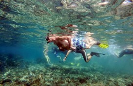 Ini Dia Deretan Lokasi Terbaik untuk Menyelam dan Snorkeling di Indonesia Timur