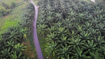 Harga TBS Sawit Sumut 4 Juli 2024 Turun ke Rp2.970,16 per Kg