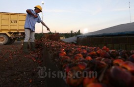 CPO Merangkak Naik, Saatnya Lirik Saham LSIP, TAPG, dan AALI