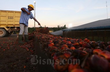 CPO Merangkak Naik, Saatnya Lirik Saham LSIP, TAPG, dan AALI