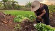 Petani Sungai Pakning Sulap Gambut Bekas Karhutla Jadi Lahan Hortikultura