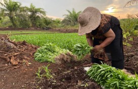 Petani Sungai Pakning Sulap Gambut Bekas Karhutla Jadi Lahan Hortikultura