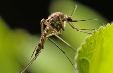 Gejala Virus West Nile dan Cara Mencegahnya, yang Lagi Marak di Israel