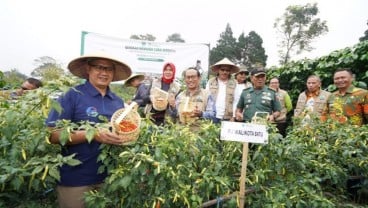 Luas Pertanaman Cabai 238 Hektare di Kota Batu Mulai Panen