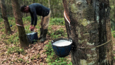 Produksi Karet Nasional Alami Penurunan