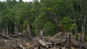 Ribuan Kasus Pembalakan Liar Masih Terjadi di Sulawesi