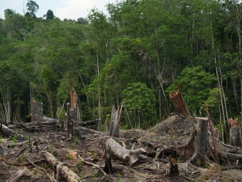 Ribuan Kasus Pembalakan Liar Masih Terjadi di Sulawesi