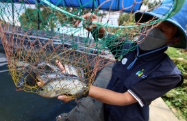 Budi Daya Ikan dengan Teknik Bioflok Mulai Diminati Warga Sumedang