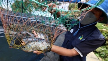 Budi Daya Ikan dengan Teknik Bioflok Mulai Diminati Warga Sumedang