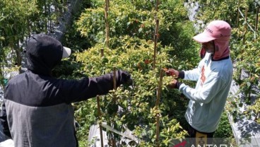 Harga Cabai di Temanggung Naik Menjadi Rp35.000 per Kilogram