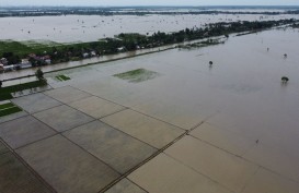 Puluhan Ribu Hektare Sawah Terendam Banjir, Distan Cirebon: Belum Ada Laporan Gagal Panen