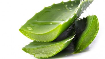 10 Tanaman Obat yang Dapat Ditanam di Halaman Rumah Anda!