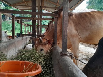 Reproduksi Sapi di Kalsel Dioptimasi Dukung Swasembada Daging