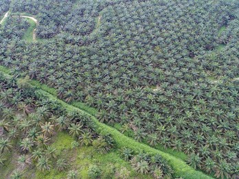 Lahan Sawit Ilegal Tembus 3,3 Juta Ha, Jokowi Minta 1 Bulan Rampung