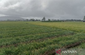 Panen Bawang Merah di Bantul Mulai Juli, Luasan Pertanaman 700 Hektare