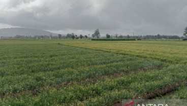 Panen Bawang Merah di Bantul Mulai Juli, Luasan Pertanaman 700 Hektare