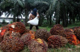 BPDPKS Punya Tugas Baru, Pengusaha Waswas Produksi Sawit RI Mandek