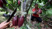 BPDPKS Urusi Kakao & Kelapa, Gapki Ragu Dananya Cukup