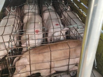 Sulawesi Utara Pesan 750 Ekor Babi dari Bali
