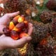 Astra Agro Lestari (AALI) Bakal Bergabung dengan RSPO