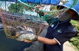 Pemkab Sumedang Bakal Kembangkan Ikan Nila jadi Komoditas Budi Daya Unggulan