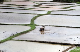 Alokasi Pupuk Bersubsidi di Pamekasan Ditambah