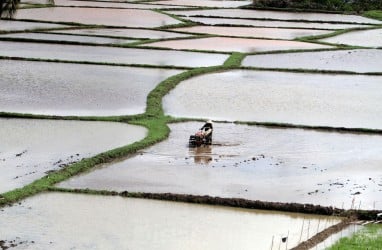 Alokasi Pupuk Bersubsidi di Pamekasan Ditambah