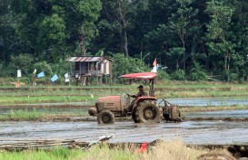 Dilema Petani Sawah Tadah Hujan di Sumbar Hadapi Cuaca tak Menentu