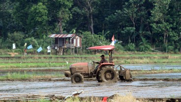 Dilema Petani Sawah Tadah Hujan di Sumbar Hadapi Cuaca tak Menentu