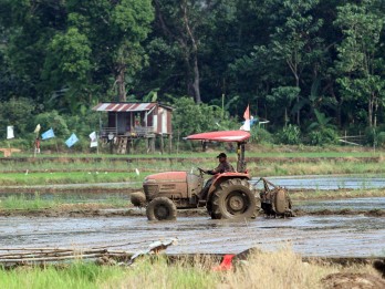 Dilema Petani Sawah Tadah Hujan di Sumbar Hadapi Cuaca tak Menentu