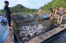 Peminat Meningkat, Pemkab Sumedang Mulai Suplai Kebutuhan Benih Ikan Gurami