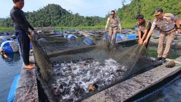 Peminat Meningkat, Pemkab Sumedang Mulai Suplai Kebutuhan Benih Ikan Gurami