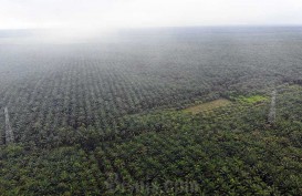 Perusahaan Perkebunan Sawit Kaltim yang Belum Lakukan Penanaman Bakal Dievaluasi