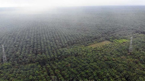 Perusahaan Perkebunan Sawit Kaltim yang Belum Lakukan Penanaman Bakal Dievaluasi