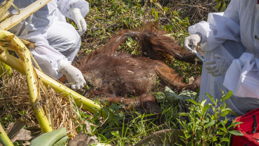 Orangutan Ditemukan Mati Dengan Luka Bekas Benda Tajam