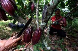 RI Terancam Jadi Negara Importir Kakao hingga Investor Cabut
