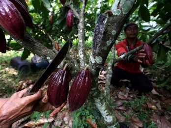 RI Terancam Jadi Negara Importir Kakao hingga Investor Cabut