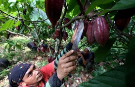 BPDPKS Bakal Urus Kakao, Petani Sodorkan Sederet Masalah Perkebunan