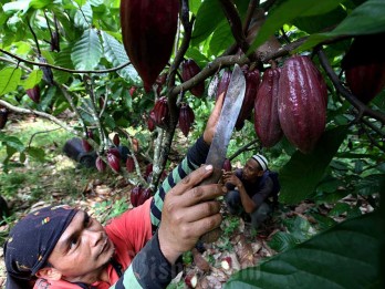 BPDPKS Bakal Urus Kakao, Petani Sodorkan Sederet Masalah Perkebunan