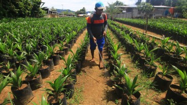 Realisasi Replanting Kelapa Sawit di Sumbar hingga Juni 2024 Masih Nol, Ini Penyebabnya