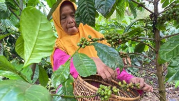 5 Daerah Bakal Jadi Lokasi Pengembangan Agrowisata Kopi Sumsel