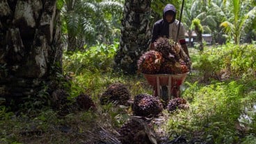 Produksi Digenjot, Sumbar Punya 35 Industri Pengolahan Kelapa Sawit