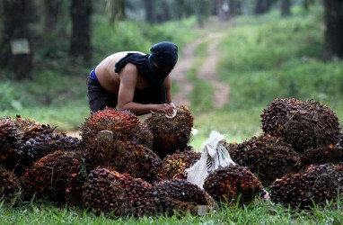 Pekan Ini Harga Sawit Riau Turun Tipis Menjadi Rp3.093,53 per Kg