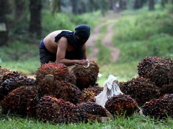 Pekan Ini Harga Sawit Riau Turun Tipis Menjadi Rp3.093,53 per Kg