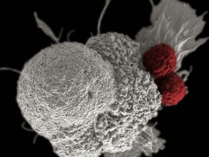 BRIN dan UGM Kembangkan Obat Anti Kanker dari Bisa Ular Tanah
